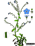 myosotis_sylvatica.GIF (72253 bytes)